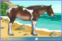 Horse Color:Liver Chestnut Tobiano 