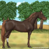Horse Color:Liver Chestnut 