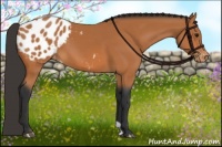 Horse Color:Bay Appaloosa 