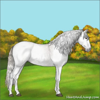 Horse Color:Gray Liver Red Dun Roan Splash Tobiano Frame Rabicano 