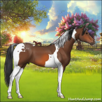 Horse Color:Bay Tobiano 