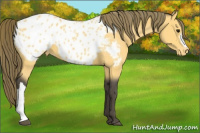 Horse Color:Buckskin Appaloosa 