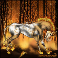 Horse Color:Palomino Appaloosa 