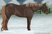 Horse Color:Liver Chestnut 