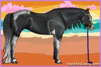 Horse Color:Black Splash Tobiano