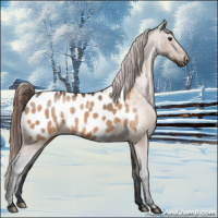 Horse Color:Brown Dun Near Leopard 