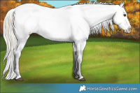 Horse Color:Palomino Appaloosa 