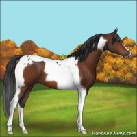Horse Color:Bay Tobiano 