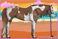 Horse Color:Chestnut Splash Tobiano 