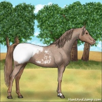 Horse Color:Chestnut Appaloosa 