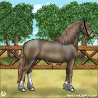 Horse Color:Chocolate Palomino 