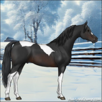 Horse Color:Brown Tobiano