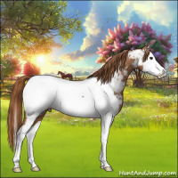 Horse Color:Chestnut Splash Appaloosa 