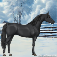 Horse Color:Black 