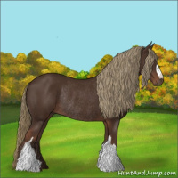 Horse Color:Liver Chestnut Rabicano