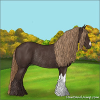 Horse Color:Liver Chestnut Rabicano