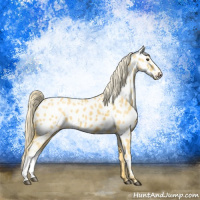 Horse Color:Palomino Appaloosa