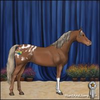 Horse Color:Chestnut Appaloosa 