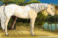 Horse Color:Palomino Appaloosa