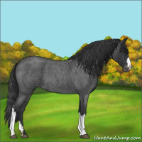 Horse Color:Blue Roan Appaloosa 