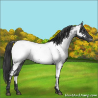 Horse Color:Blue Roan Appaloosa 
