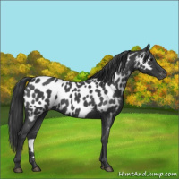 Horse Color:Blue Roan Appaloosa 