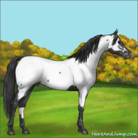 Horse Color:Blue Roan Appaloosa 