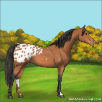 Horse Color:Bay Roan Appaloosa