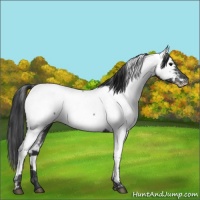 Horse Color:Blue Roan Appaloosa 