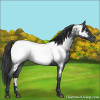 Horse Color:Blue Roan Appaloosa 