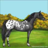 Horse Color:Blue Roan Appaloosa 