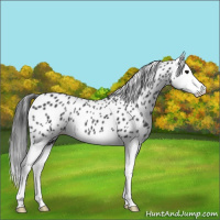 Horse Color:Black Splash Appaloosa