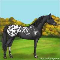 Horse Color:Blue Roan Appaloosa 