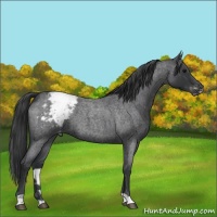 Horse Color:Blue Roan Appaloosa 
