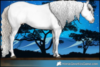 Horse Color:Chocolate Palomino Appaloosa