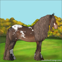 Horse Color:White Spotted Liver Chestnut Appaloosa 