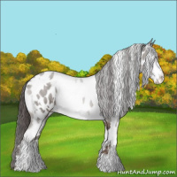 Horse Color:White Spotted Liver Chestnut Sabino Appaloosa 