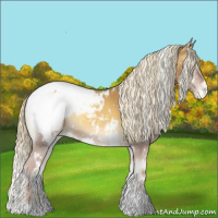 Horse Color:White Spotted Palomino Onyx Appaloosa 