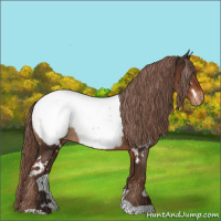 Horse Color:White Spotted Liver Chestnut Appaloosa 