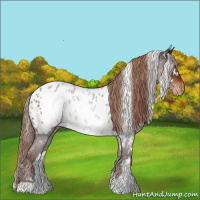 Horse Color:White Spotted Liver Chestnut Appaloosa 