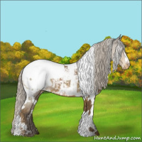 Horse Color:White Spotted Chocolate Palomino Appaloosa 