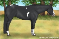 Horse Color:Black Splash Tobiano 