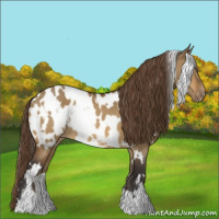 Horse Color:White Spotted Buckskin Dun Appaloosa 