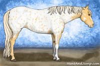 Horse Color:Palomino Near Leopard