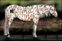 Horse Color:Bay Appaloosa and Red Dun Appaloosa
