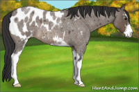 Horse Color:Brown Roan Dun Sabino Appaloosa