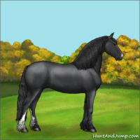 Horse Color:Black 