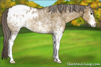 Horse Color:White Spotted Chocolate Palomino Dun Appaloosa