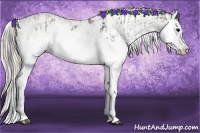 Horse Color:Grullo Sabino Splash  and Silver Grullo Sabino Splash 