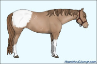 Horse Color:Black Pearl Appaloosa 